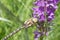 Broad-leaved marsh orchid, Dactylorhiza majalisÂ subsp.Â praetermissa, purple flower and dragonfly close-up